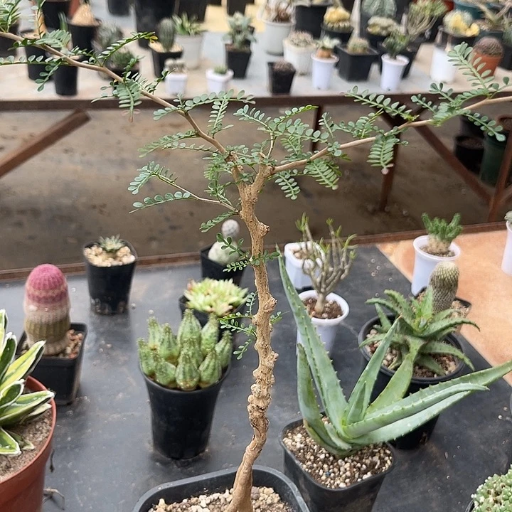 无花朵象足漆树一物一拍