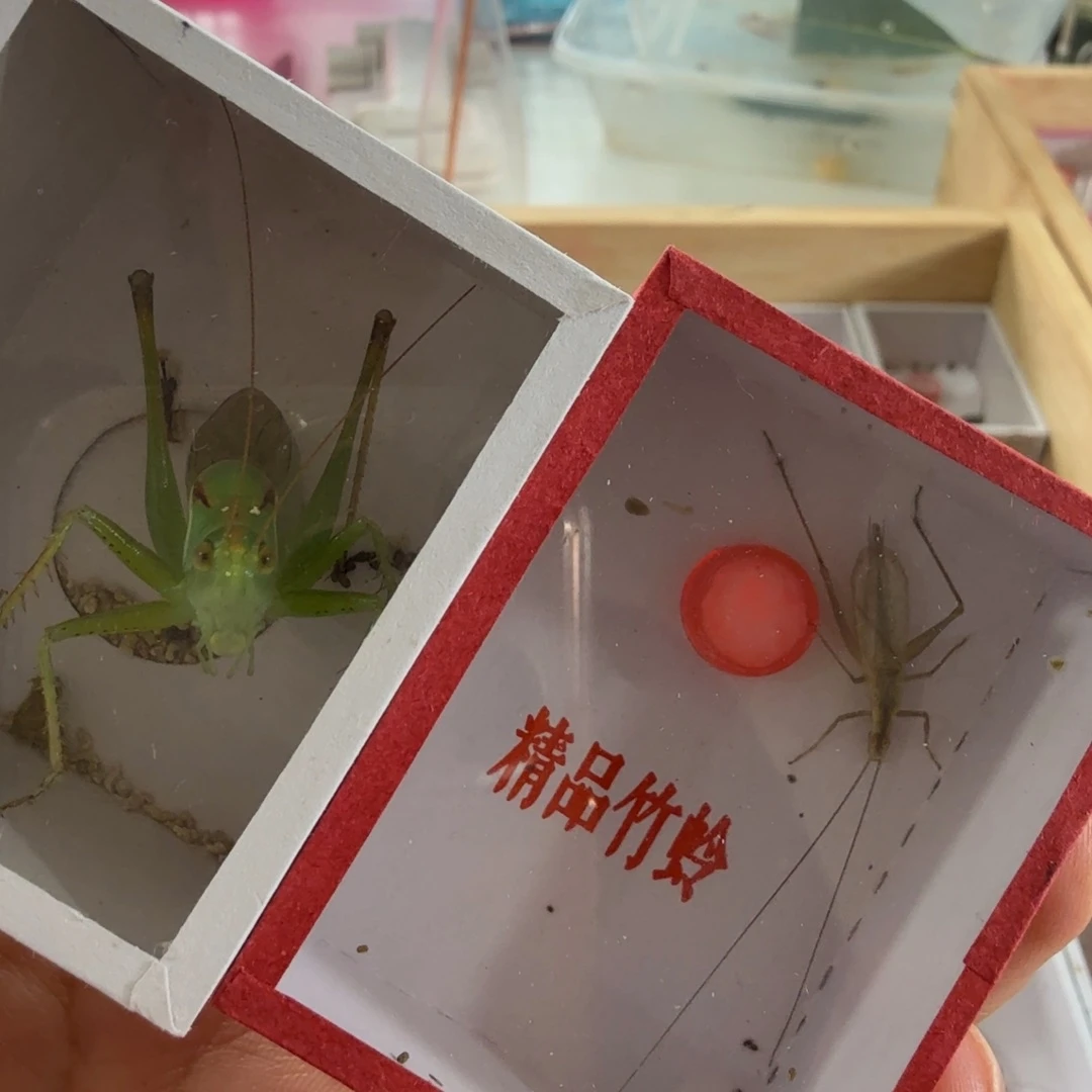 一只扎嘴➕一只天水竹蛉