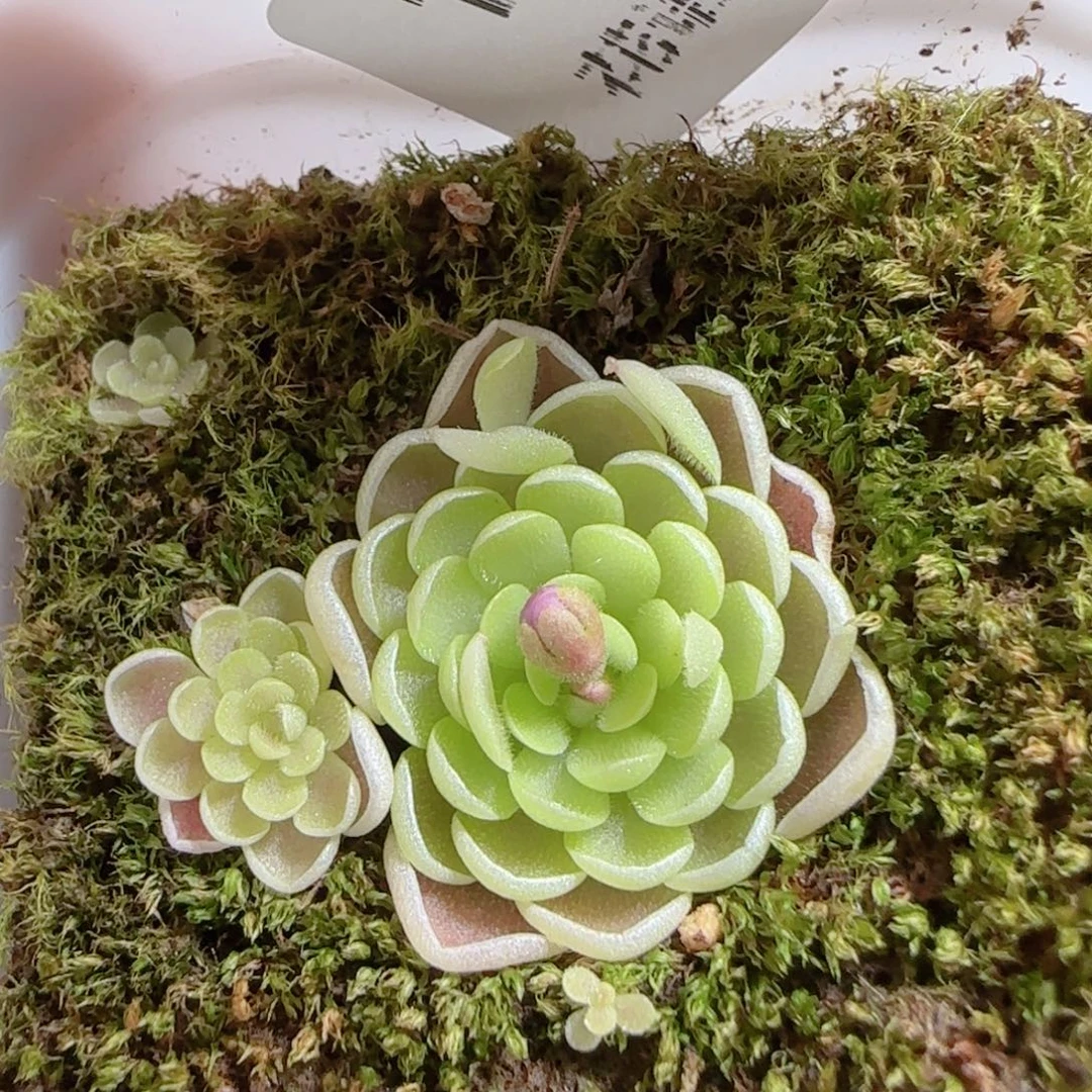 花语多肉0101-111爱丽丝