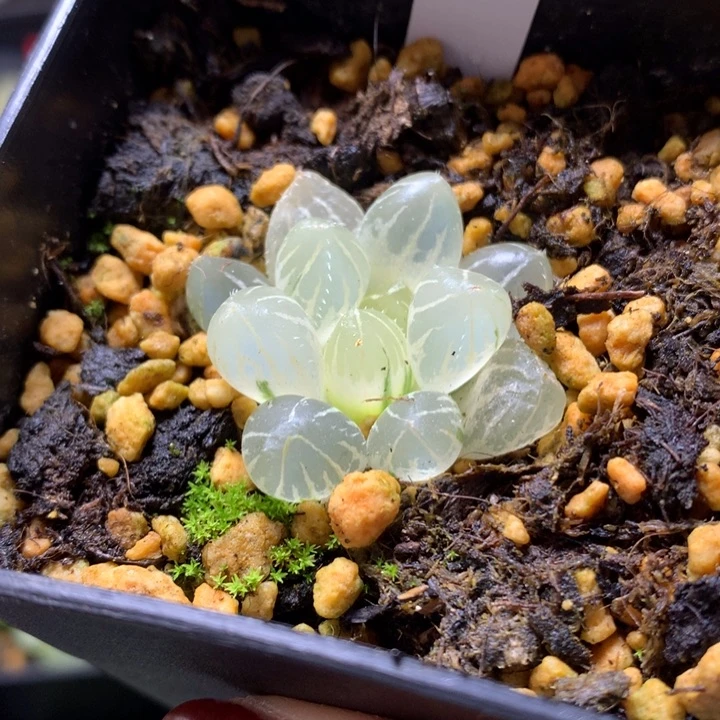 糊斑oh玉露锦带盆玉发货