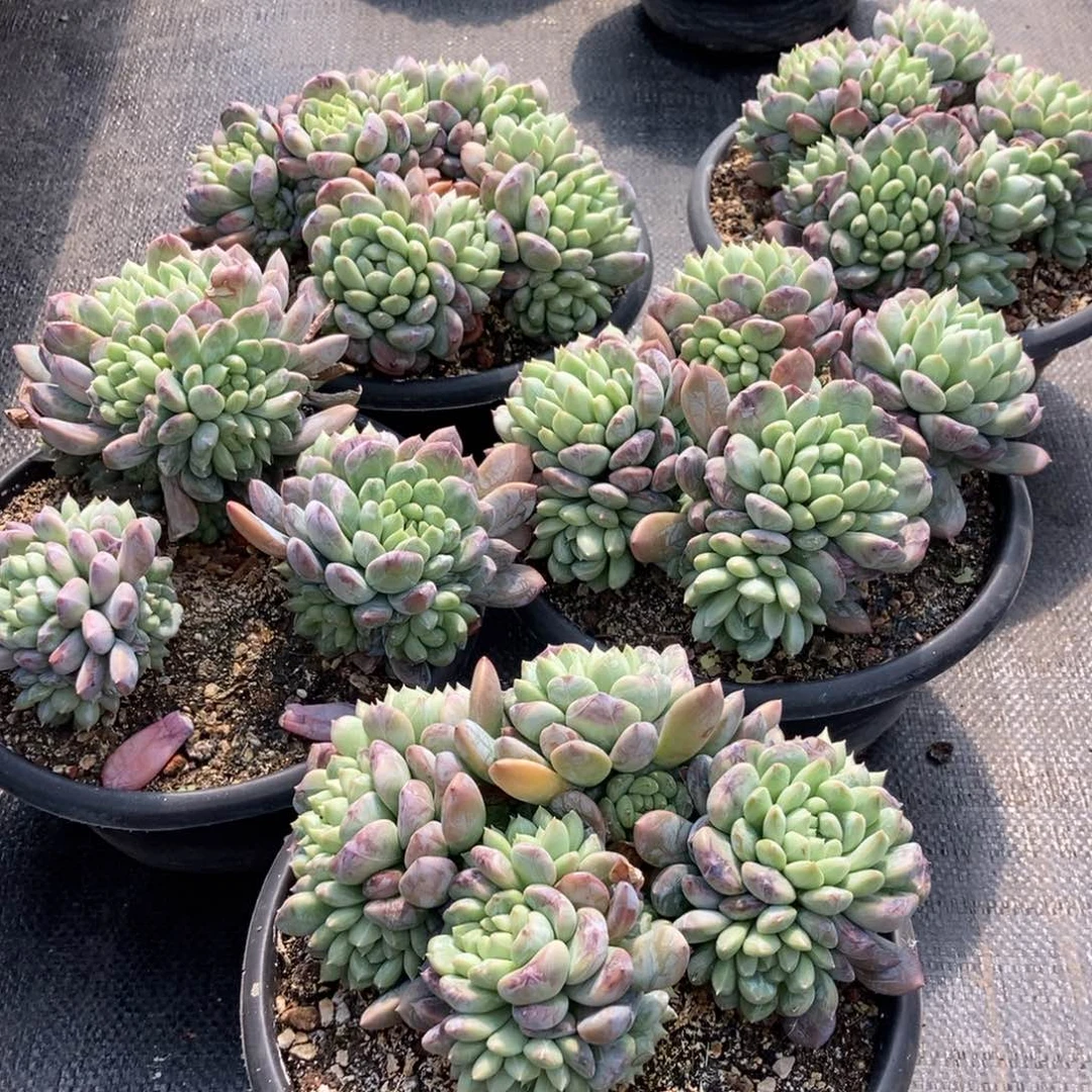 8-101百达翡翠随机多头10头