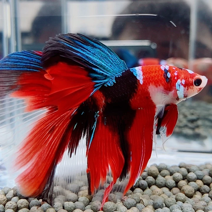 斗鱼黑141号巨斗半月