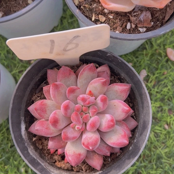 健健康康平平安安