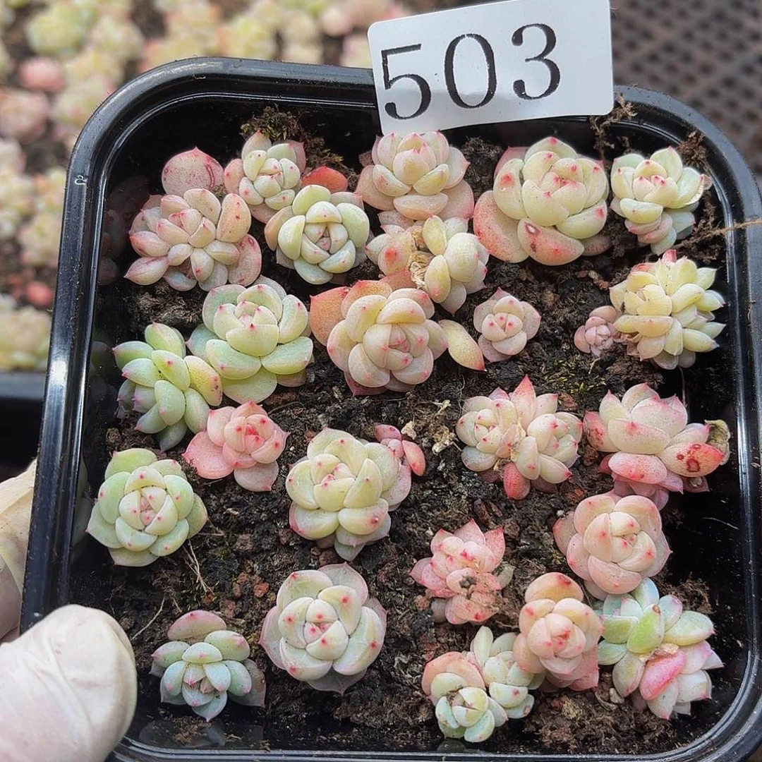 多肉植物多肉植物503