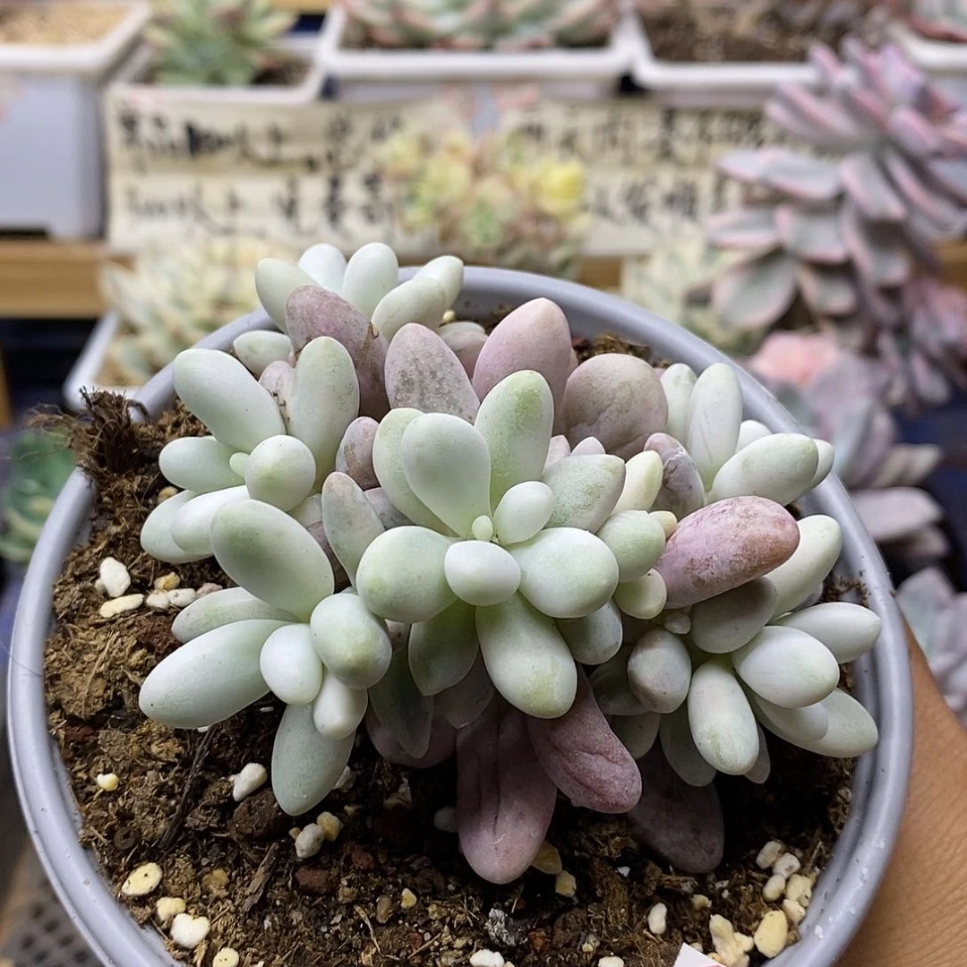 2126 汤圆锦 7 头自然群 15 天后发货