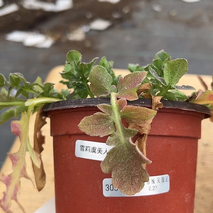 红陶C****e抖音直播闪拍305