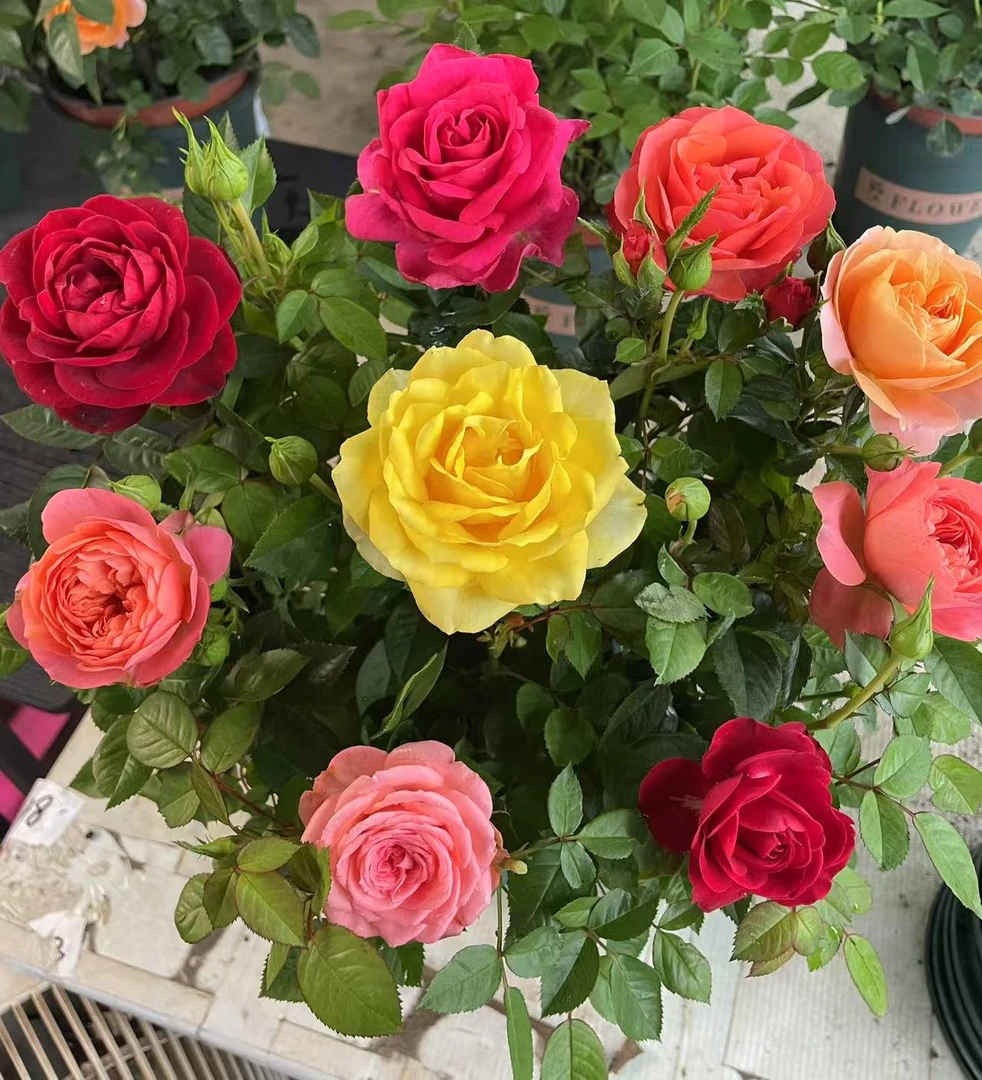 【混色月季】（2-4个颜色随机发）1加仑盆多颗扦插月季盆栽花卉
