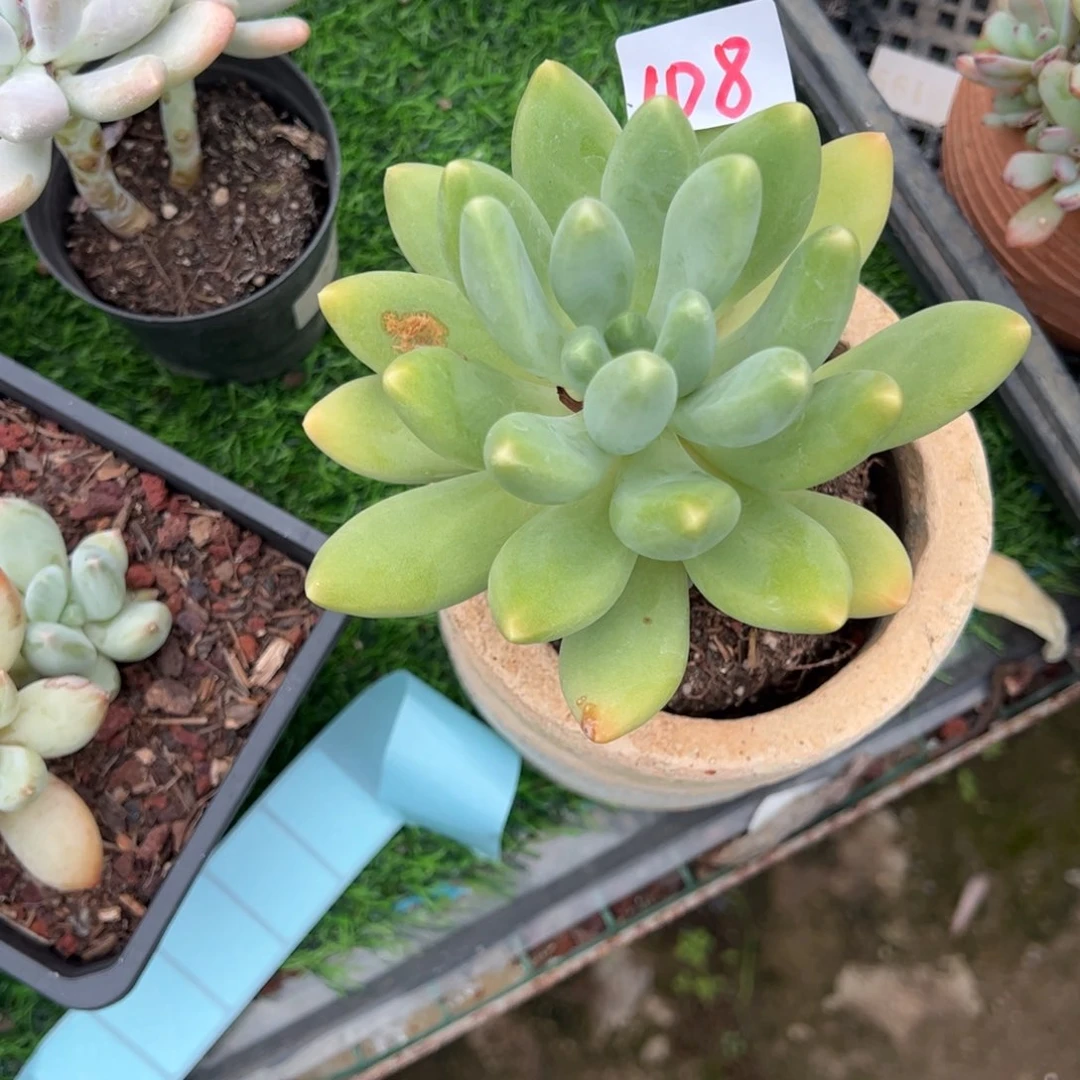 【闪购商品】木*森108。  1111111111