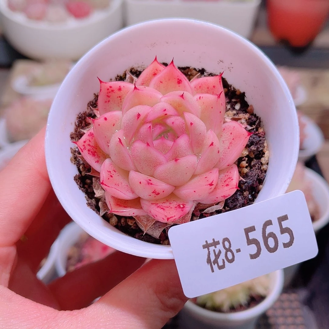 花利美8-565麦秆