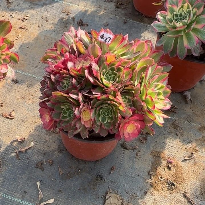 4-37海王朵朵多肉植物