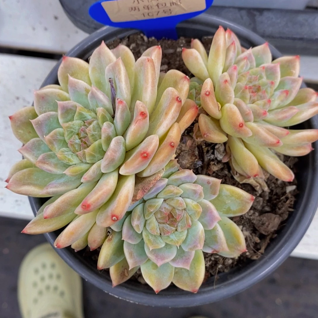 107-精品母本樱花冰魄糖心群一个