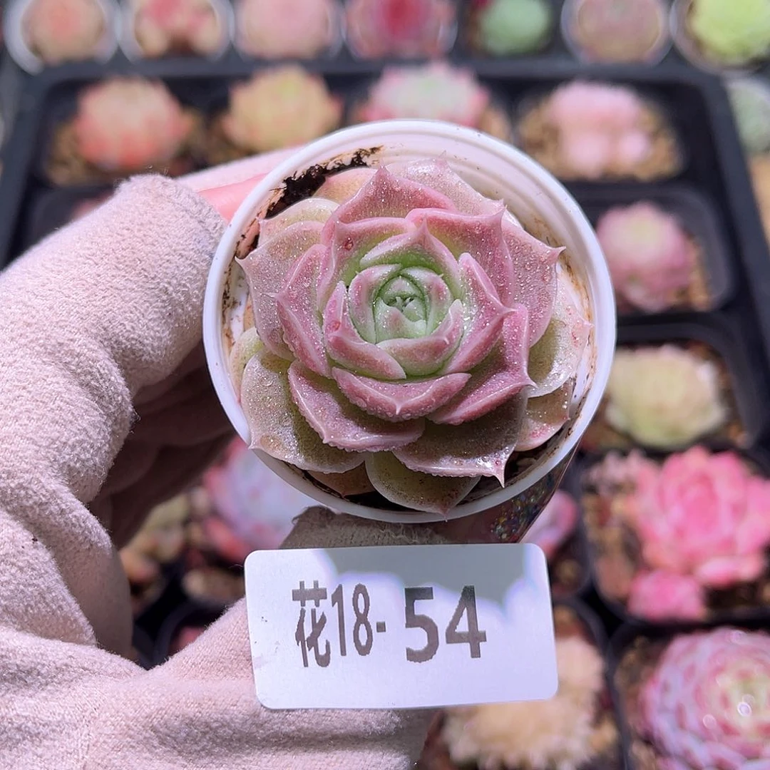 花利美18-54霜瓷单头