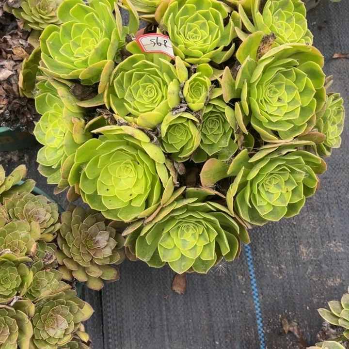 568雨荷多肉植物法师
