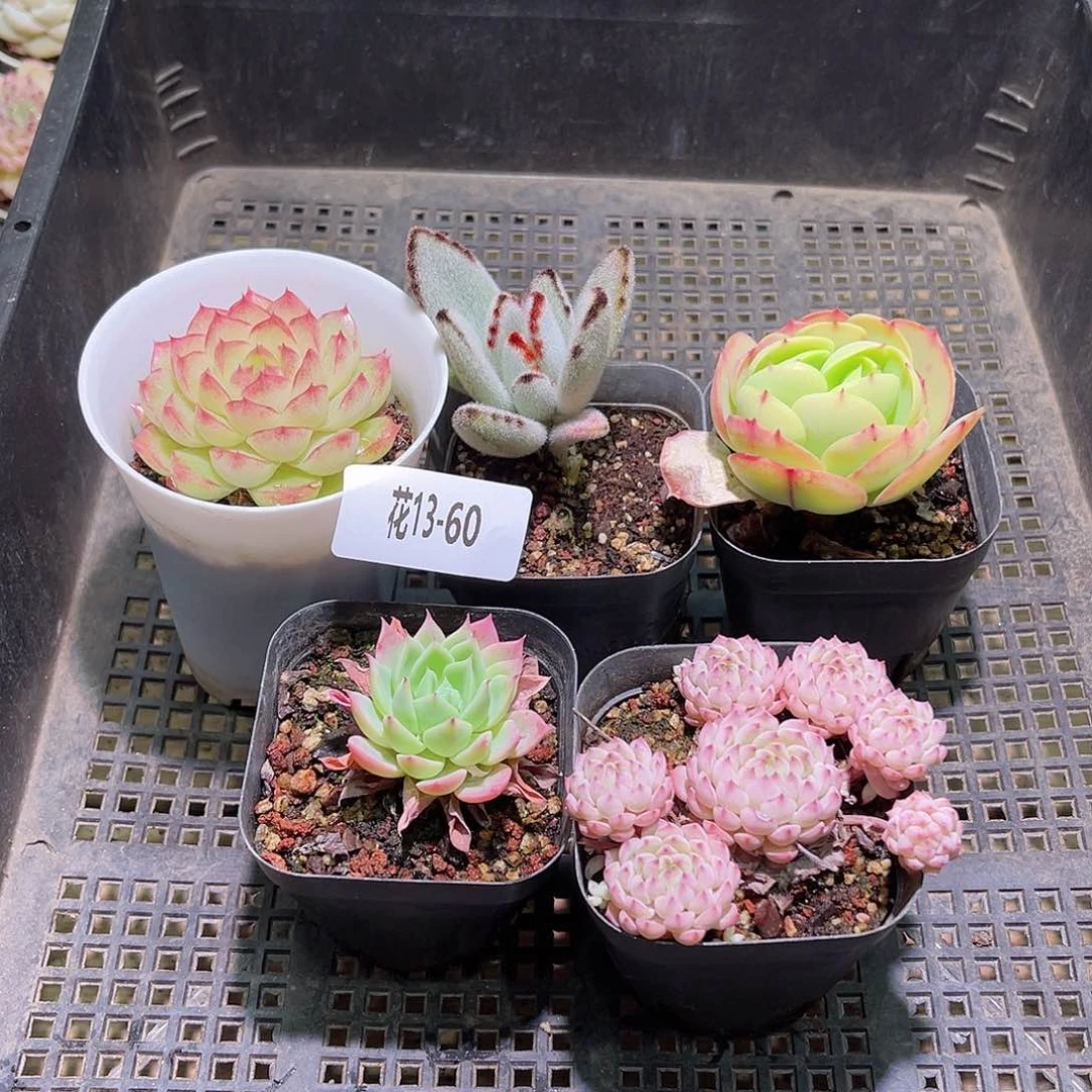 花利美13-60框拍5颗