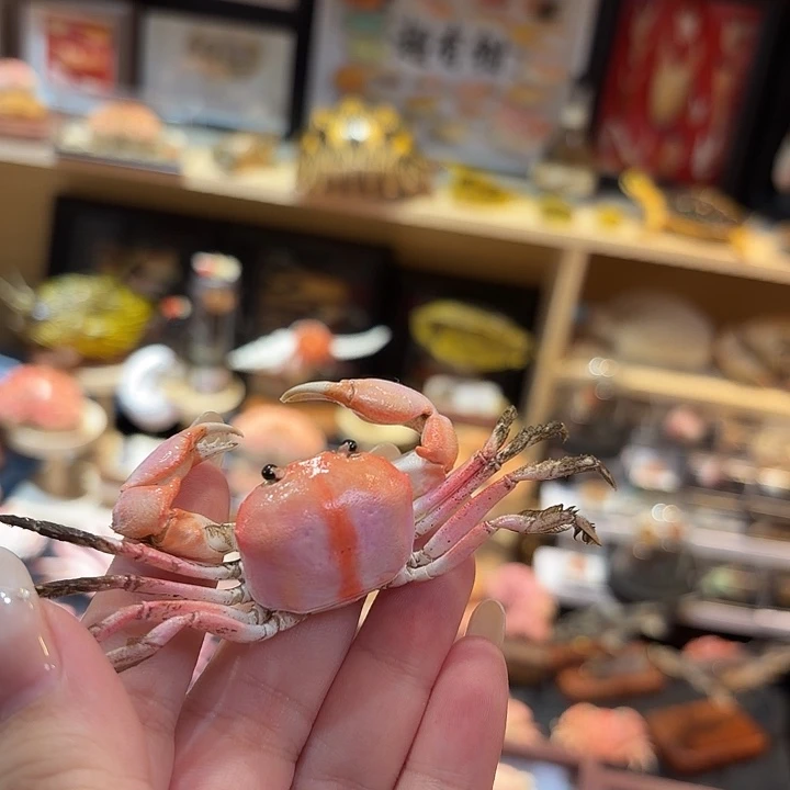 真实长手蟹标本哦