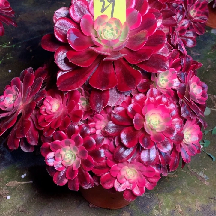 29美杜莎多肉111111