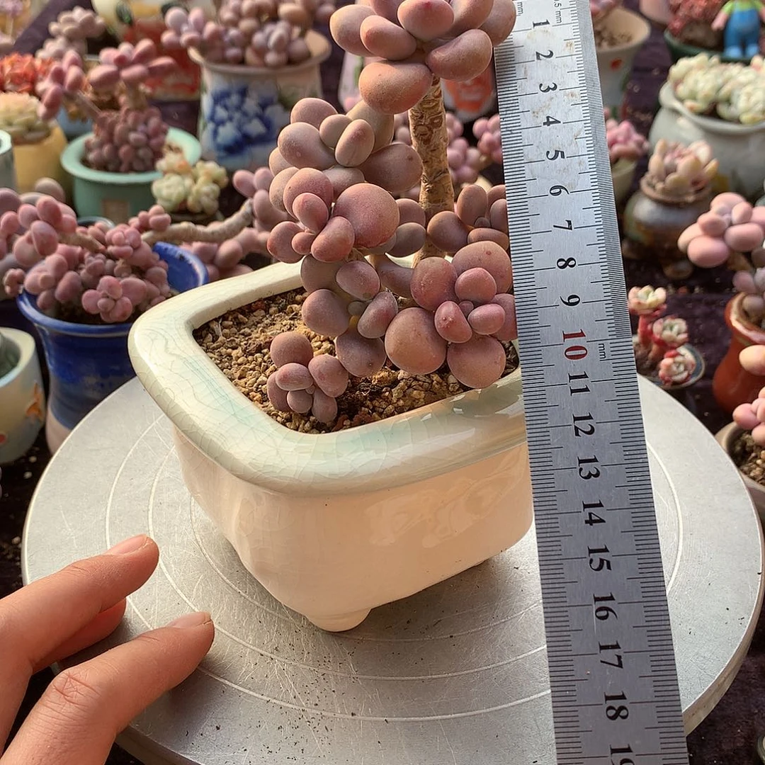 65号带盆偏远地区不包邮的