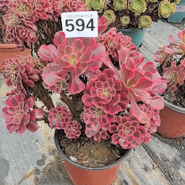 594美杜莎朵朵缀花2-8
