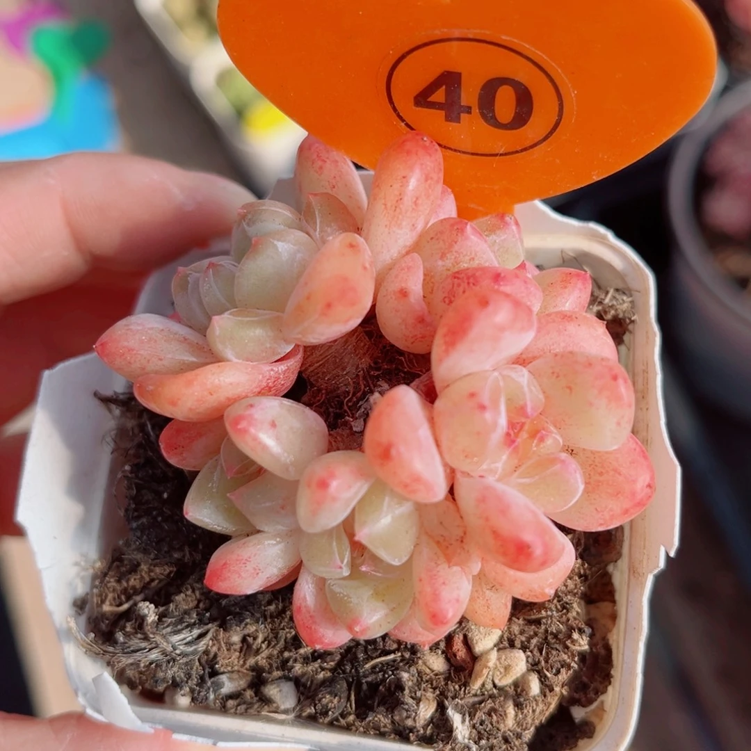 40号小老桩糖心群