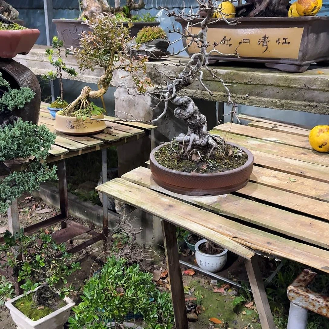 泊***幽无花朵11111111111111