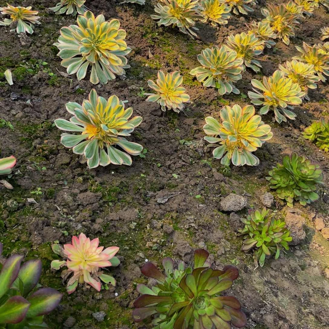 灿烂多肉植物捧花地载