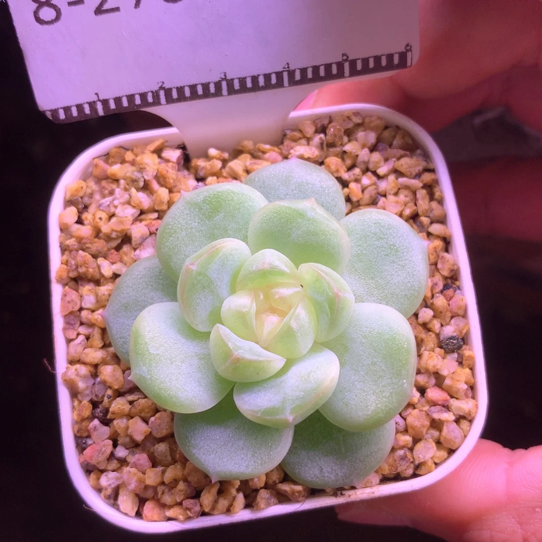 遥遥领先珍妮58包邮