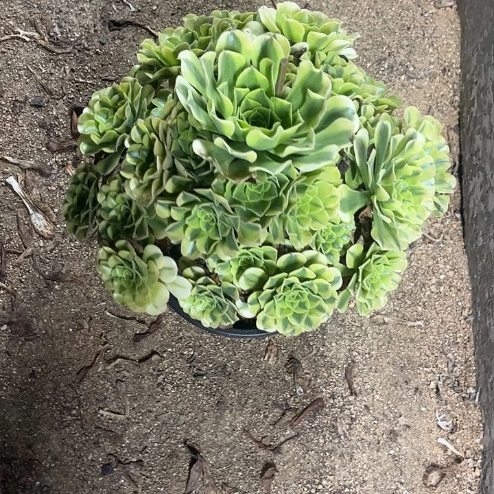 多肉植物绿豆沙锦……