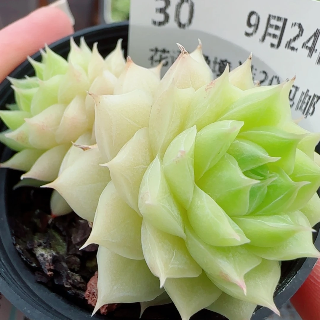 花语逸镜0924-30奶玉麦秆散