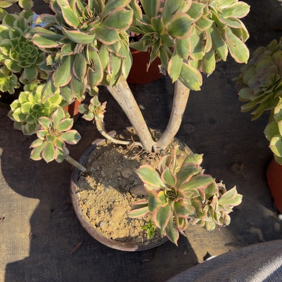 688多肉植物捧花的时候