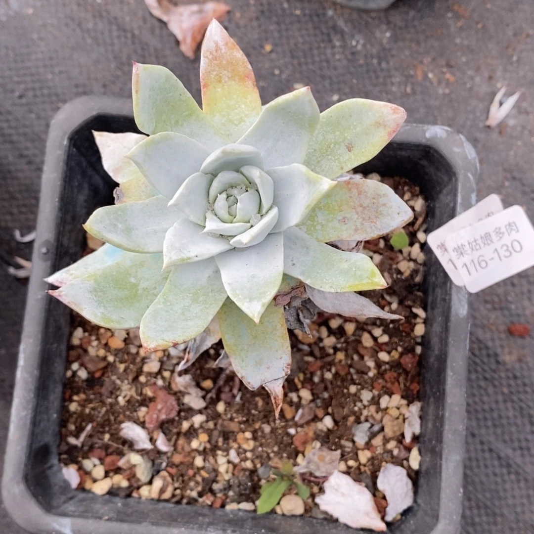 130号雪山粗腿子呀多肉