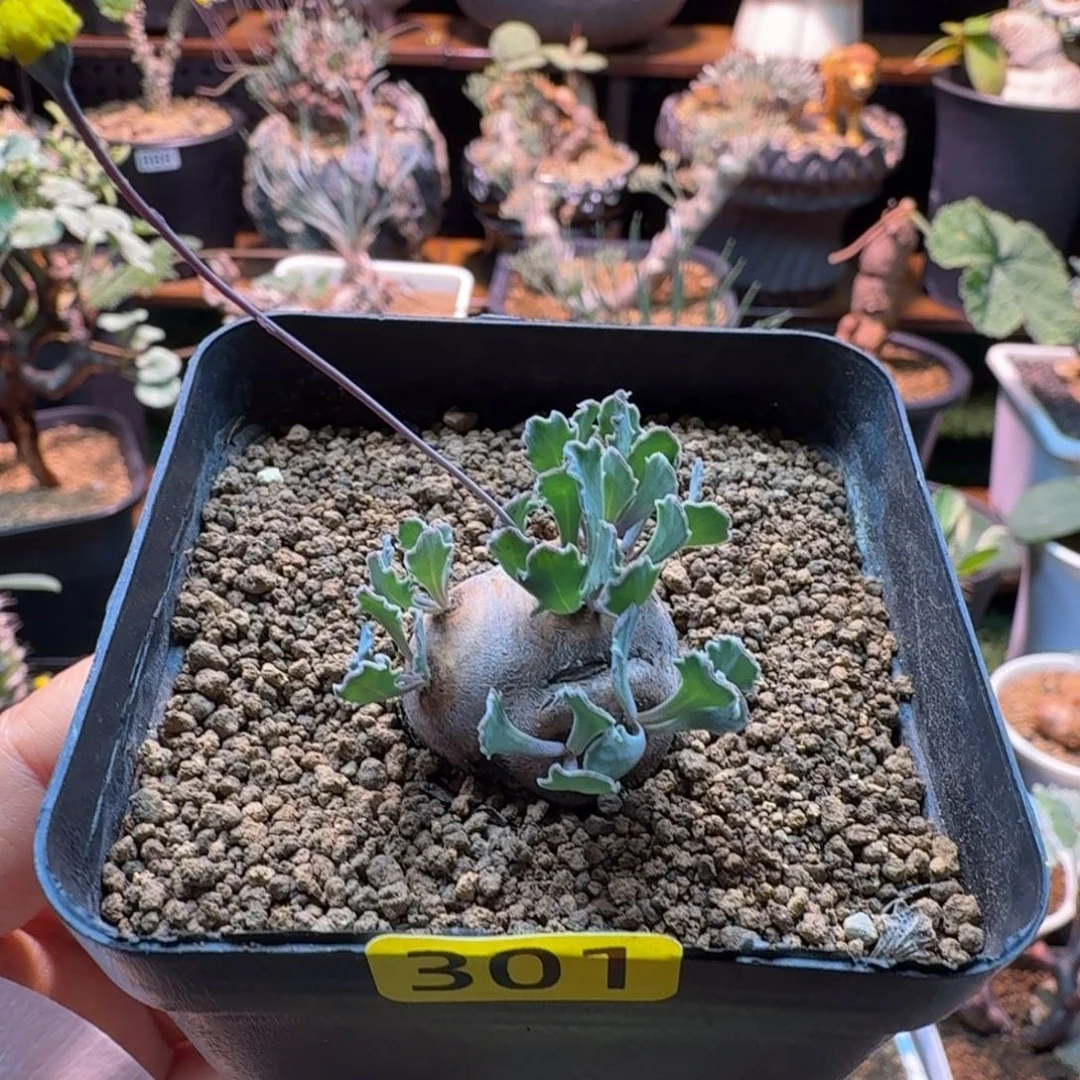 格加厚墩菊301(产地)