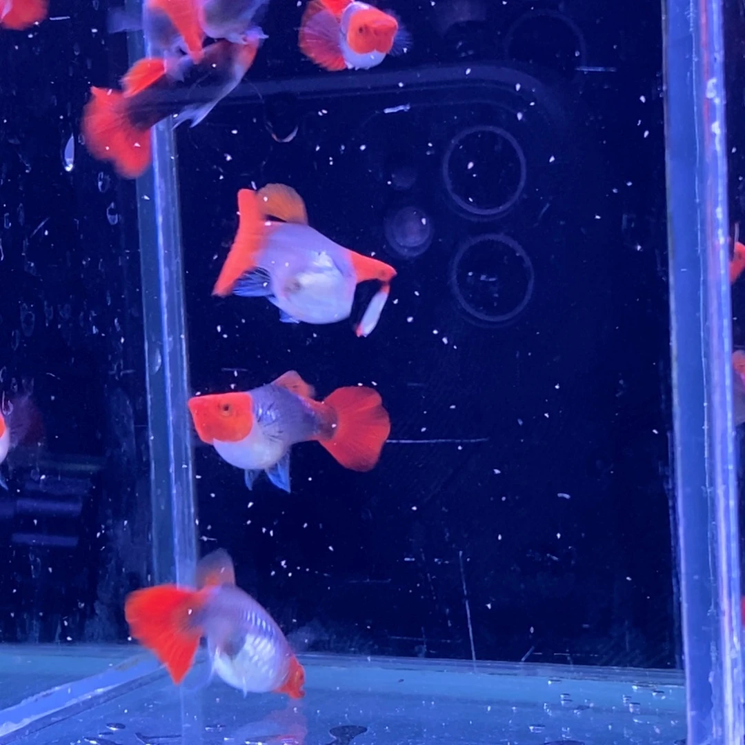 孔雀鱼短球蓝贵族8条