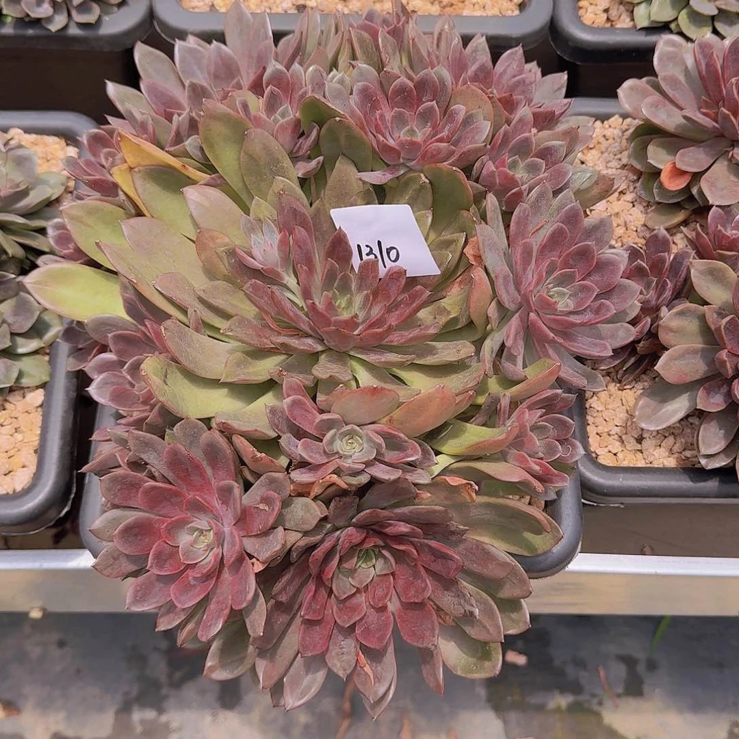 书***书1310红玫瑰多肉植物