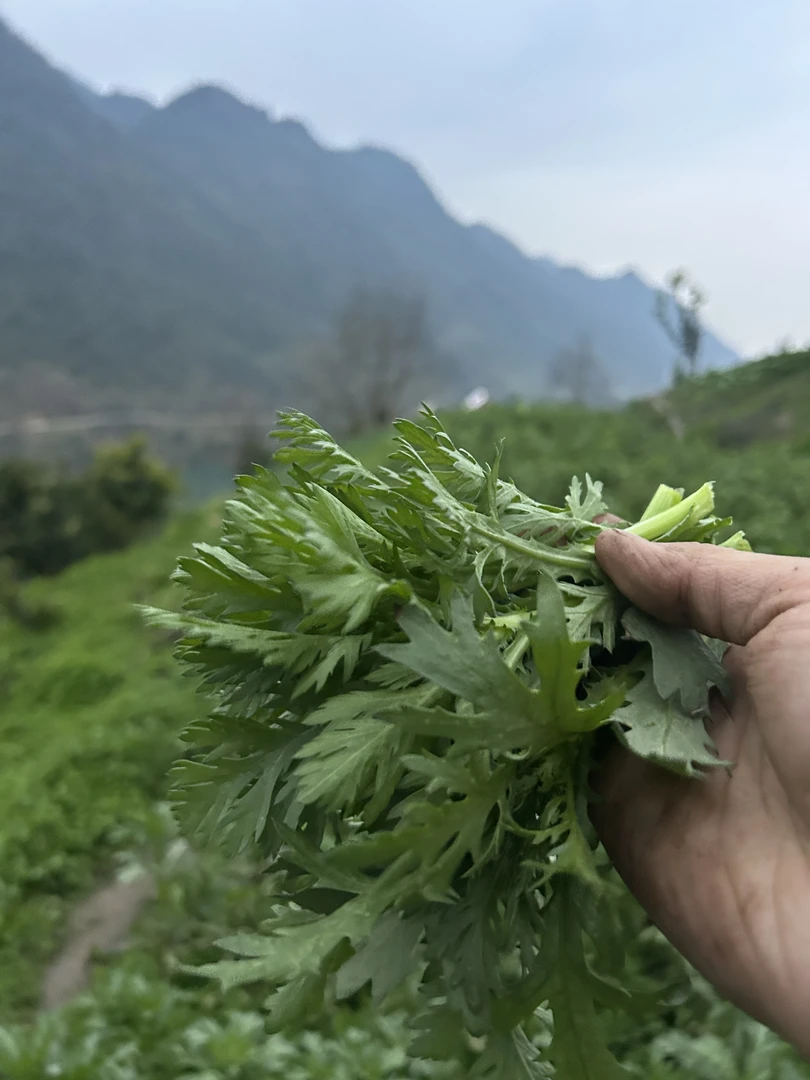 现摘现发高山茼蒿