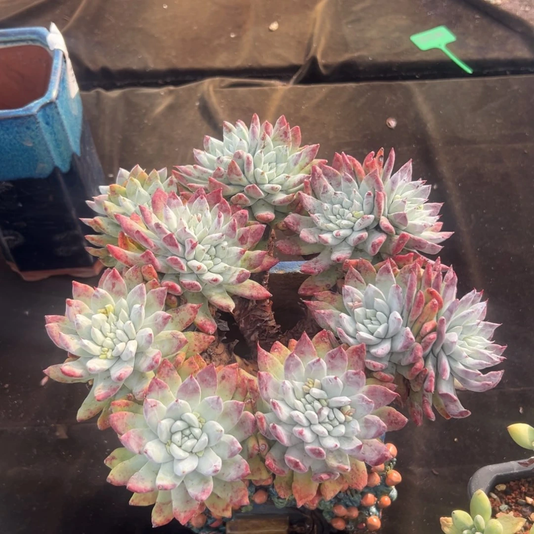 大脸帕翠沙～一物一拍2506