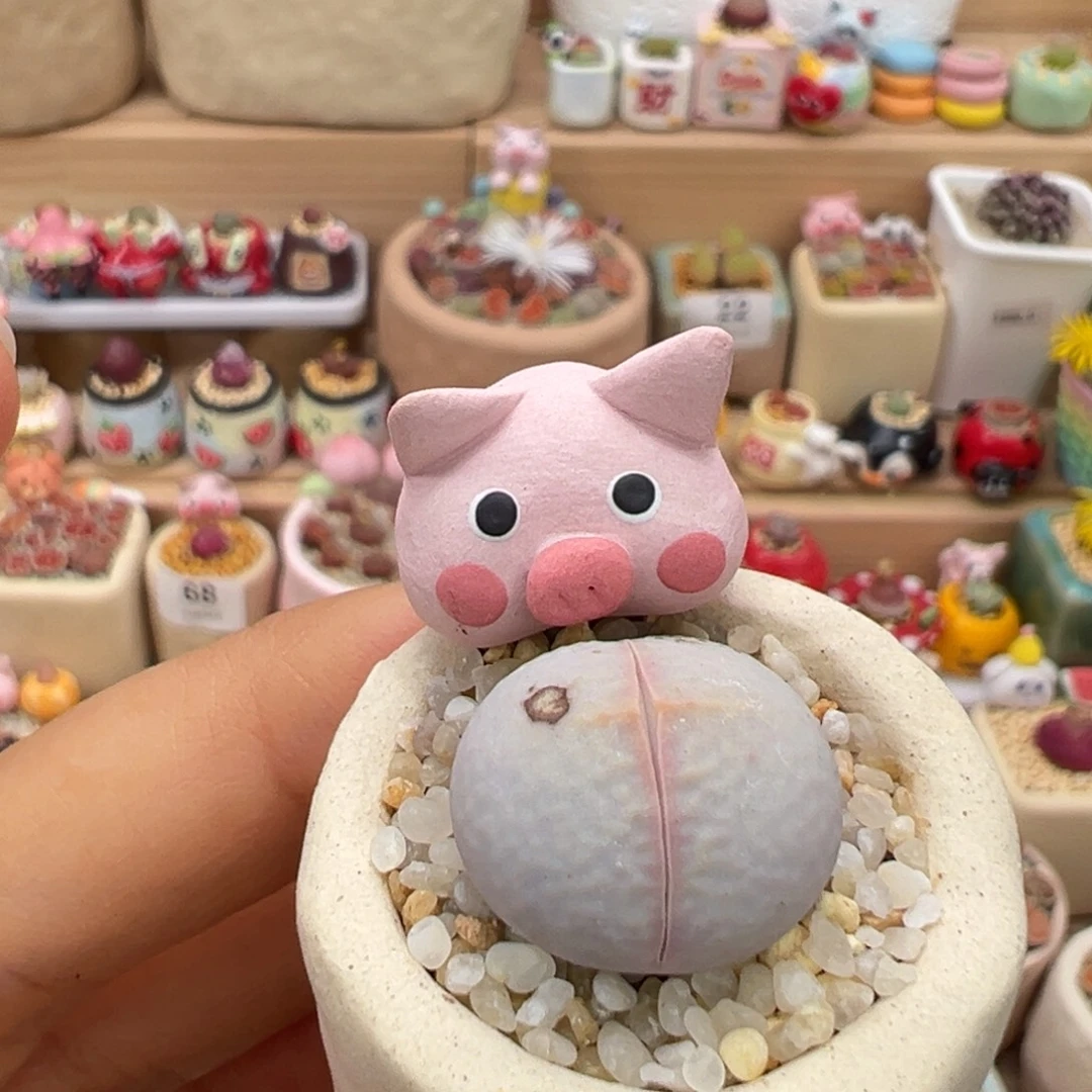 多肉植物89号高尔夫