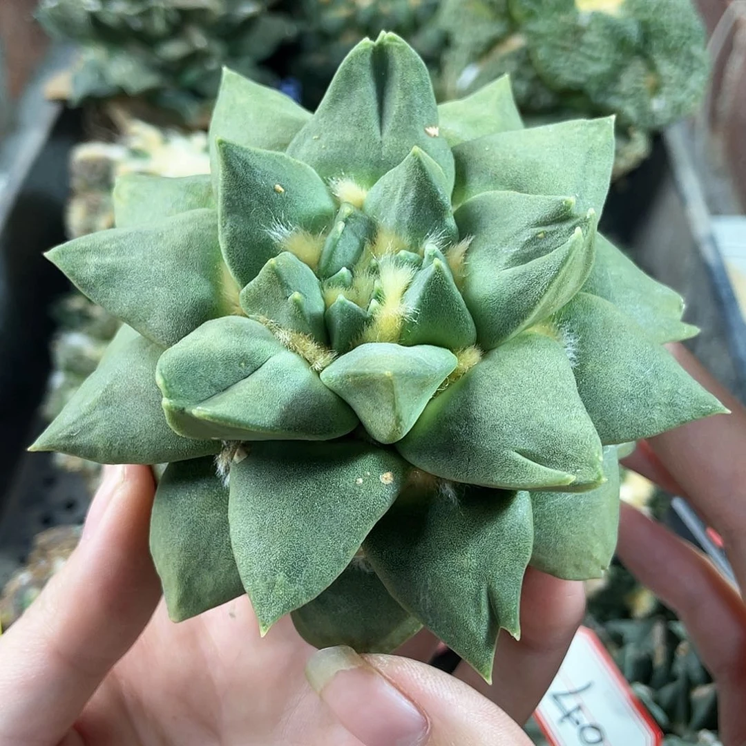 45号自根福利叉玉40