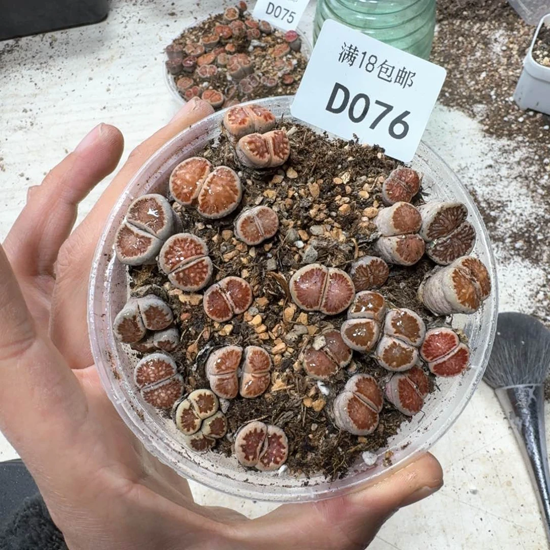 D076 漂亮菊一盒。好看