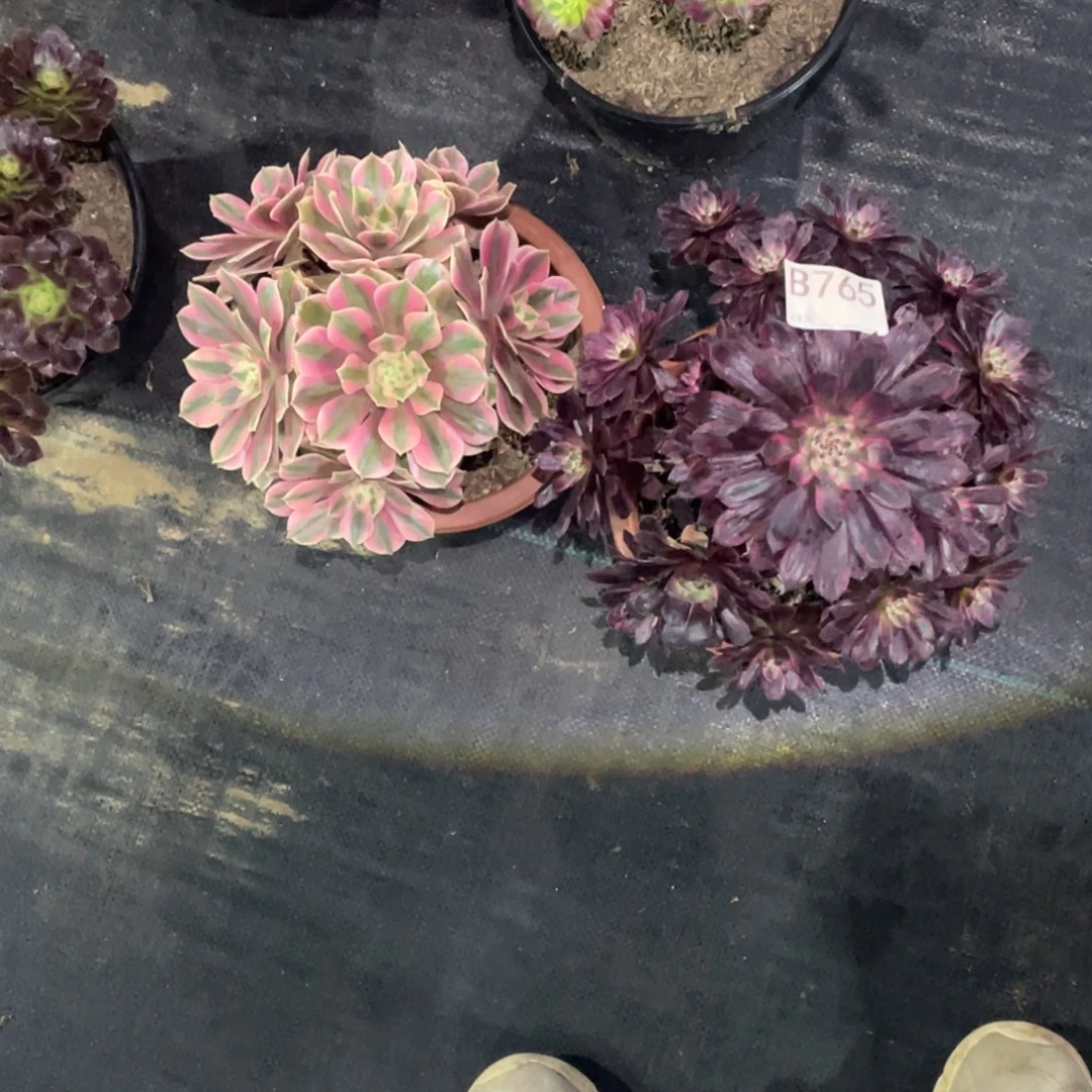 紫霞仙子女妖多肉。   765