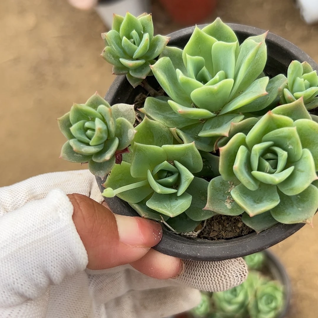 多肉植物翡翠塔裙