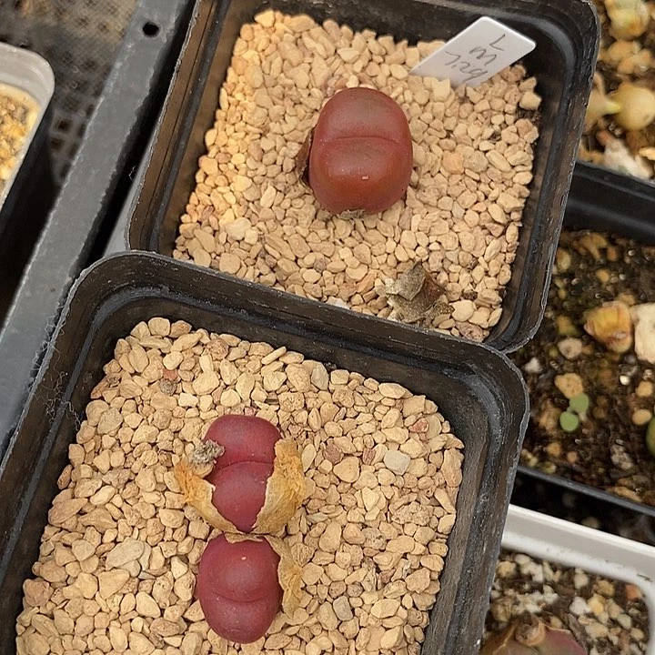 29565吕氏一组两颗