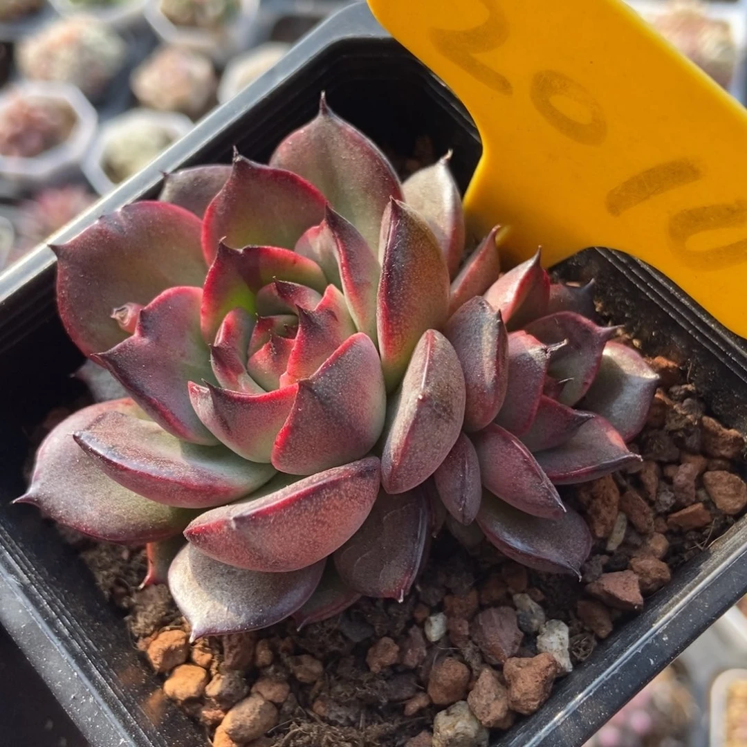 2010干果珍妮多肉