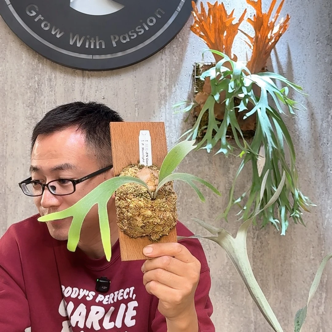 不开花植物春野花园pn月光鹿角蕨书签板