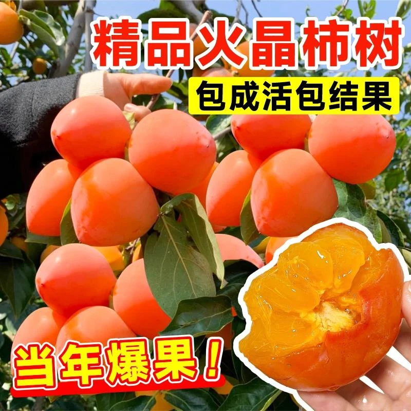 火晶柿子苗树脆甜柿子苗磨盘牛心庭院果树盆栽当年结果南北方种植