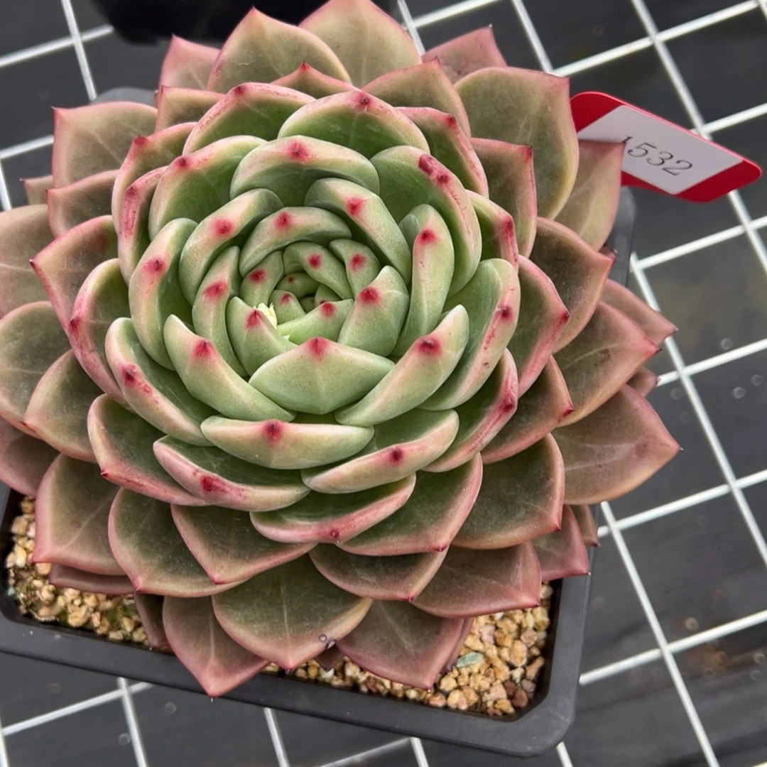 简*單1532肉多么多哦多哦