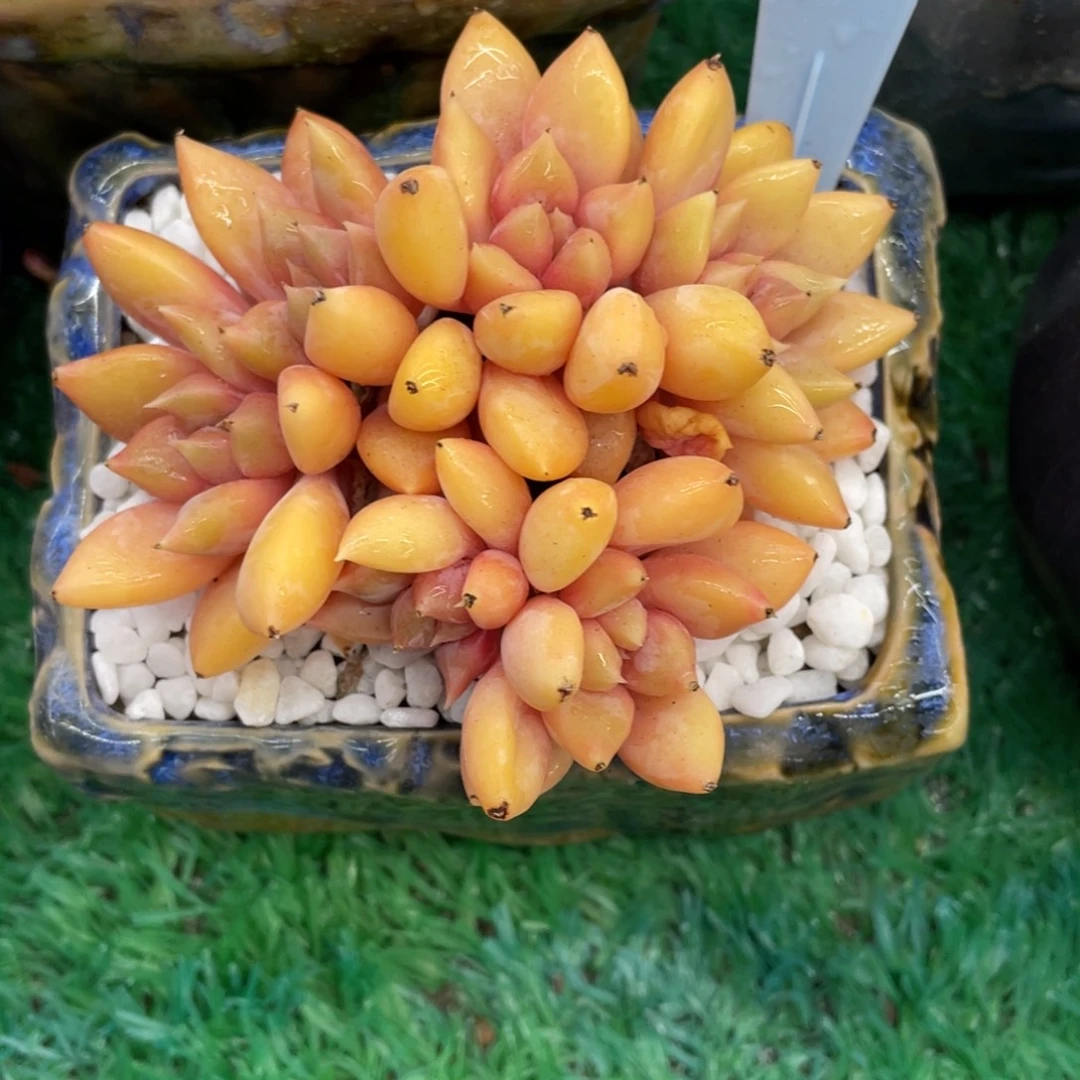 多***肉多肉植物盆栽多肉植物