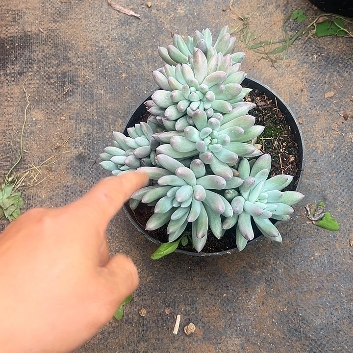 安***界多肉植物实物直播实物28