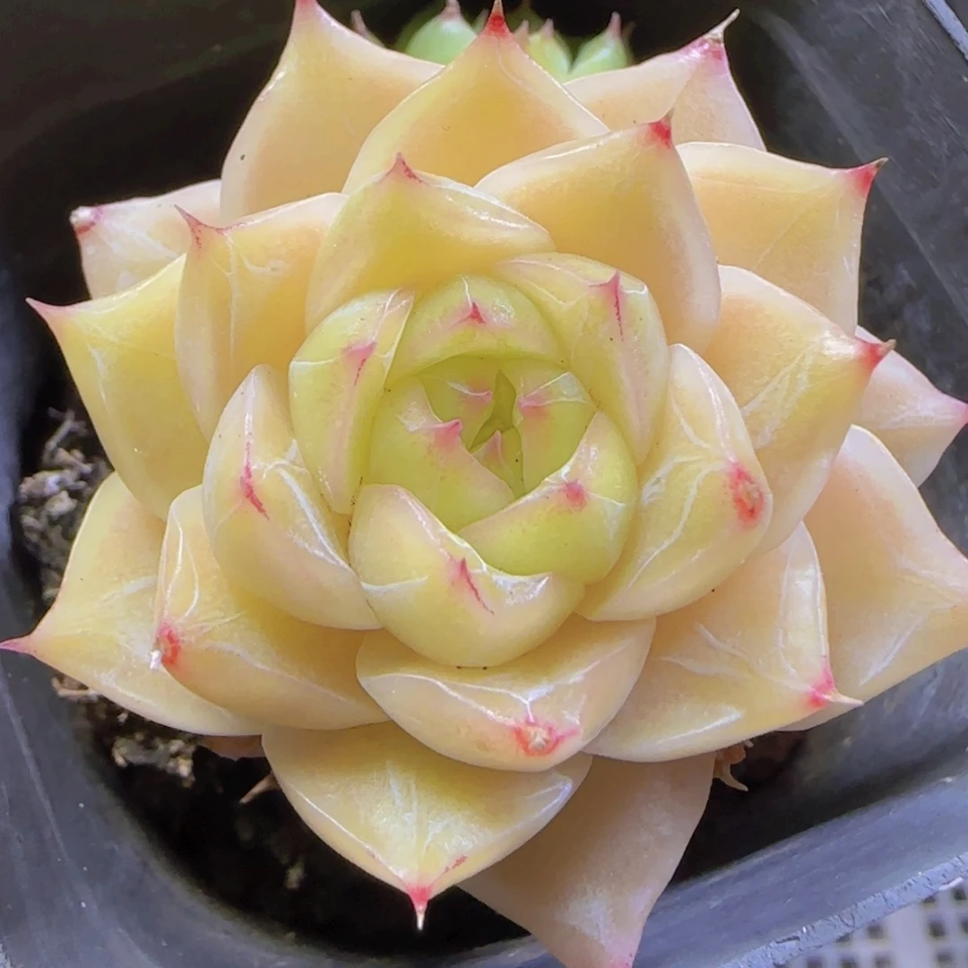 麦秆黄精控一物一拍