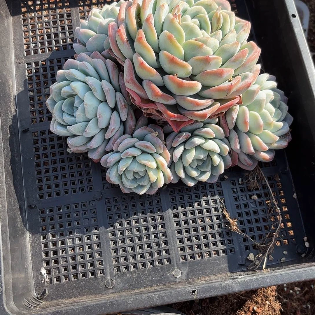 谁的大冰玉好看好看