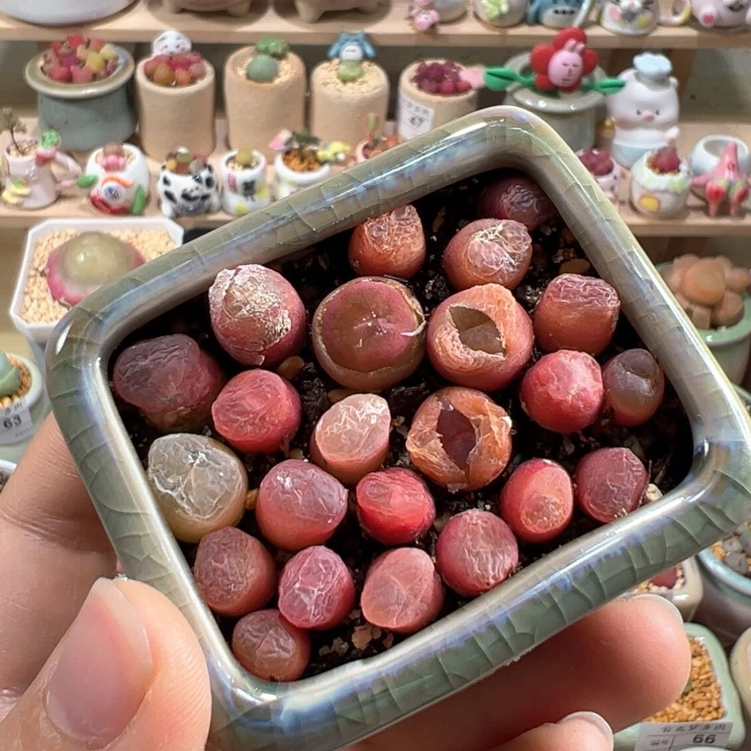 多肉植物78号超毛